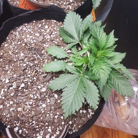 Moby Dick growlog timeline photo