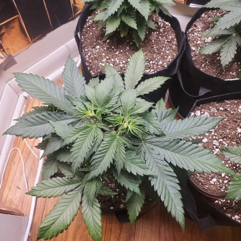 Moby Dick growlog photo: Topped Moby again twice