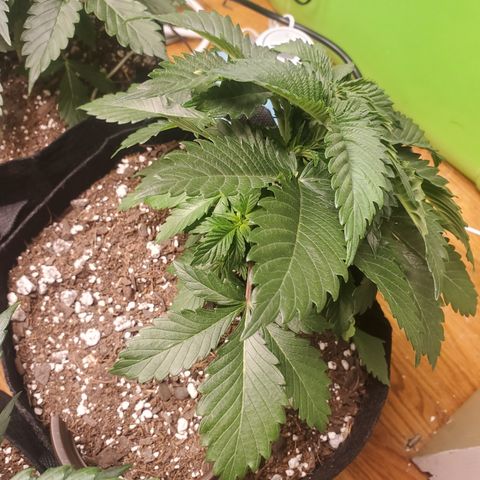 Moby Dick growlog photo: Light LST other moby