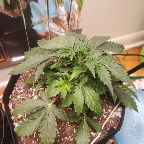 Hindu Kush growlog photo: cut 2 big fan leaves off. Experiment to see if it helps lower growth.