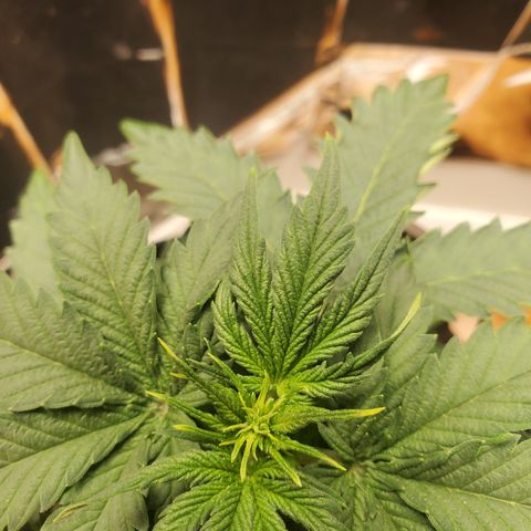 Hindu Kush growlog photo: Possible signs of flower? Small hindu