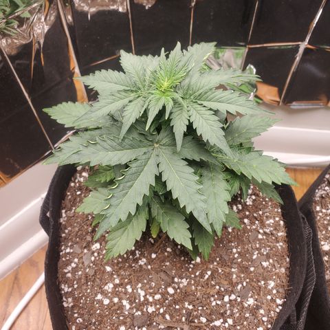 Hindu Kush growlog photo: Small hindu