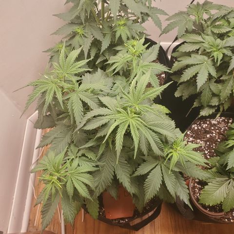 Moby Dick growlog timeline photo