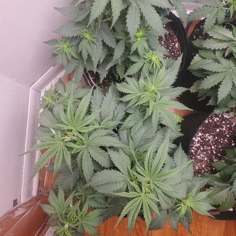 Moby Dick growlog timeline photo