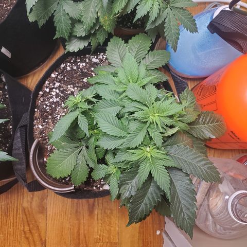 Moby Dick growlog timeline photo
