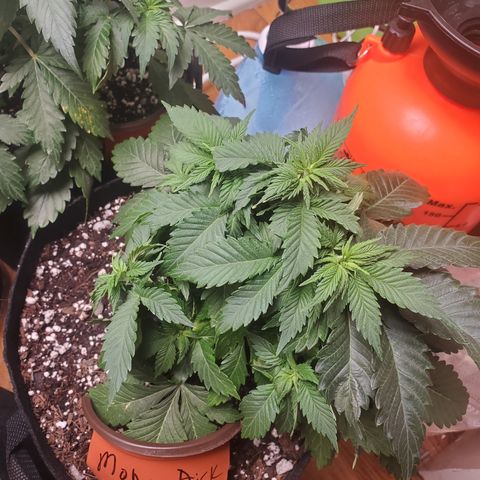 Moby Dick growlog timeline photo
