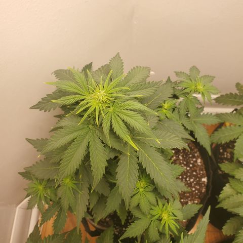 Hindu Kush growlog timeline photo