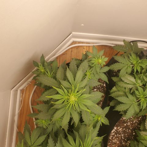 Hindu Kush growlog timeline photo