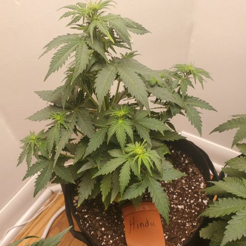 Hindu Kush growlog timeline photo