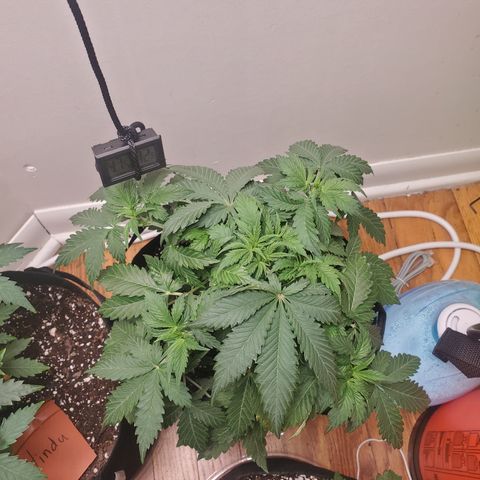 Hindu Kush growlog timeline photo