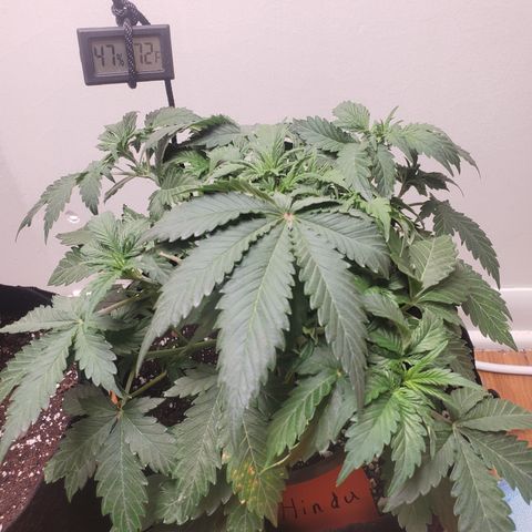 Hindu Kush growlog timeline photo