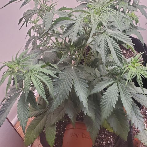 Moby Dick growlog timeline photo