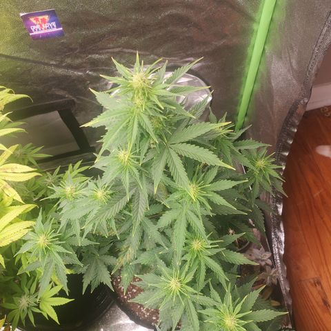 Hindu Kush growlog timeline photo