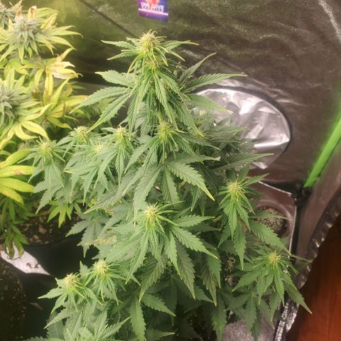 Hindu Kush growlog timeline photo