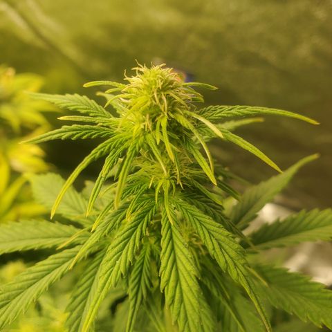 Hindu Kush growlog timeline photo