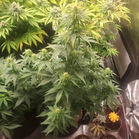 Hindu Kush growlog timeline photo