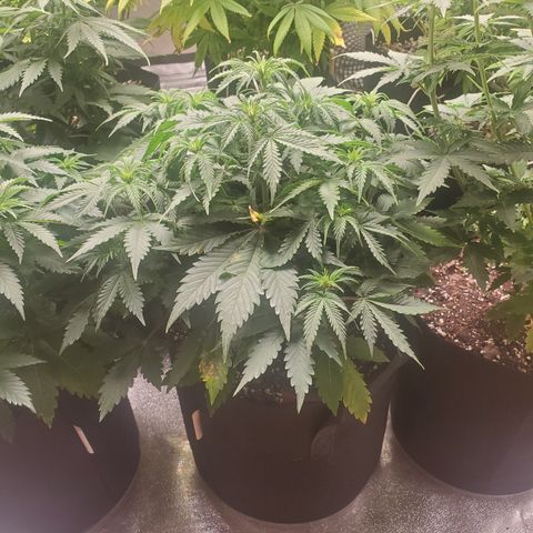 Hindu Kush growlog timeline photo