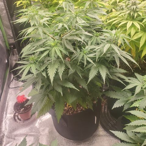 Moby Dick growlog timeline photo