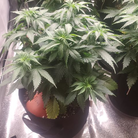 Moby Dick growlog timeline photo