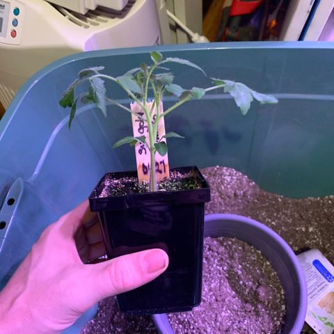 Tomato (Sungold Cherry) growlog timeline photo