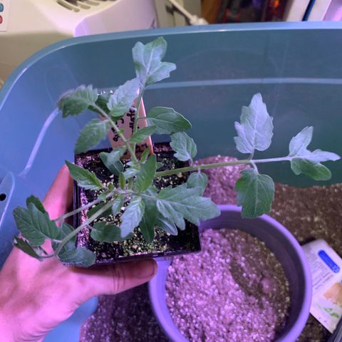Tomato (Sungold Cherry) growlog timeline photo