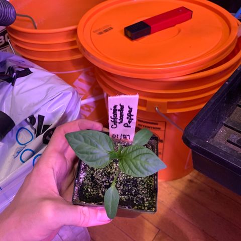 Pepper (California Wonder) growlog timeline photo