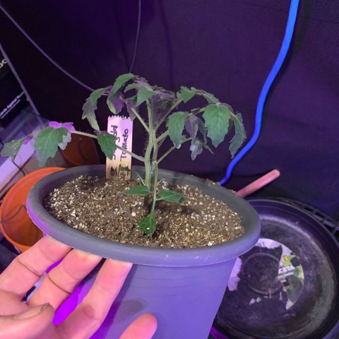 Tomato (Sungold Cherry) growlog timeline photo