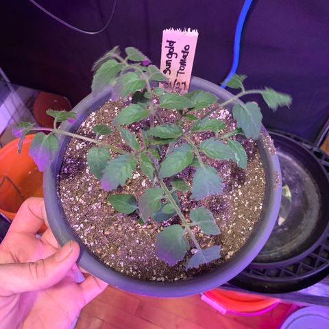 Tomato (Sungold Cherry) growlog timeline photo