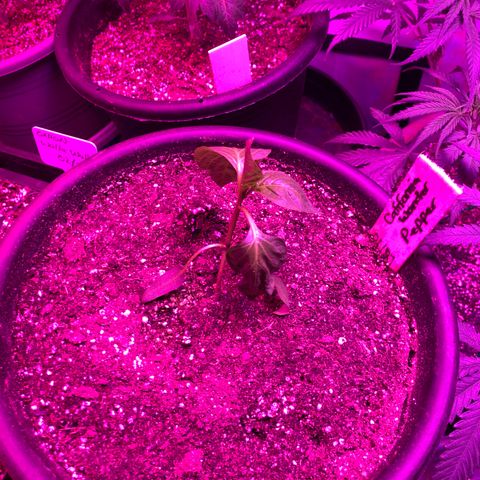 Pepper (California Wonder) growlog timeline photo