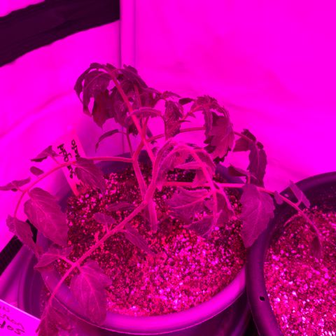 Tomato (Sungold Cherry) growlog timeline photo