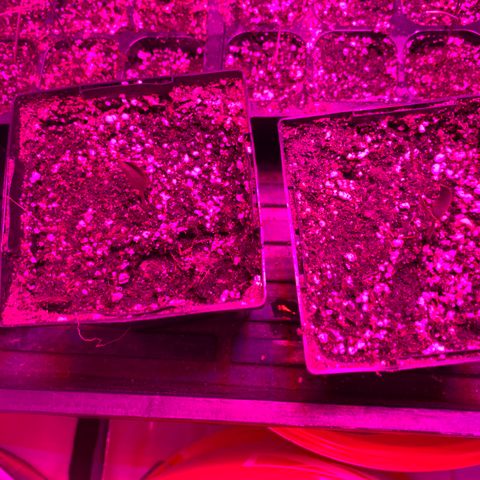 Pepper (California Wonder) growlog timeline photo