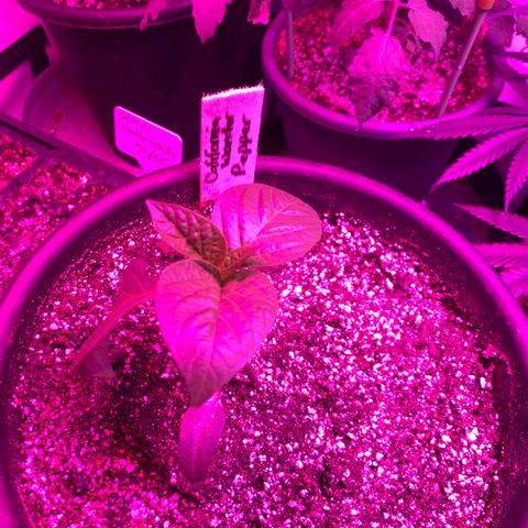 Pepper (California Wonder) growlog timeline photo