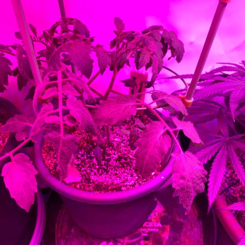 Tomato (Sungold Cherry) growlog photo: Added tomato trellis yesterday