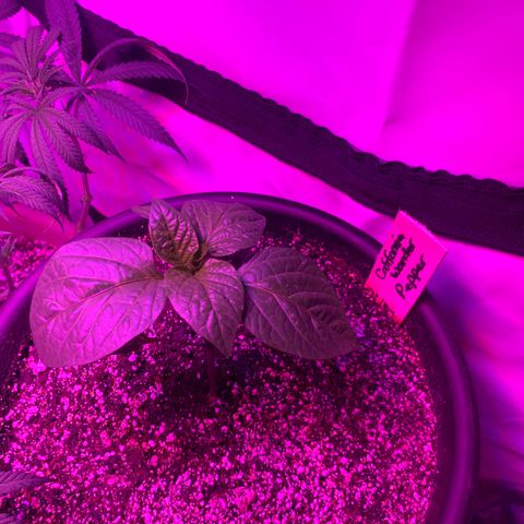 Pepper (California Wonder) growlog timeline photo