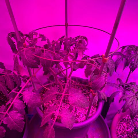 Tomato (Sungold Cherry) growlog timeline photo