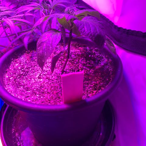 Pepper (California Wonder) growlog timeline photo