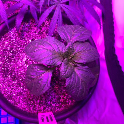 Pepper (California Wonder) growlog timeline photo
