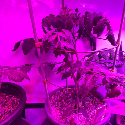 Tomato (Sungold Cherry) growlog timeline photo
