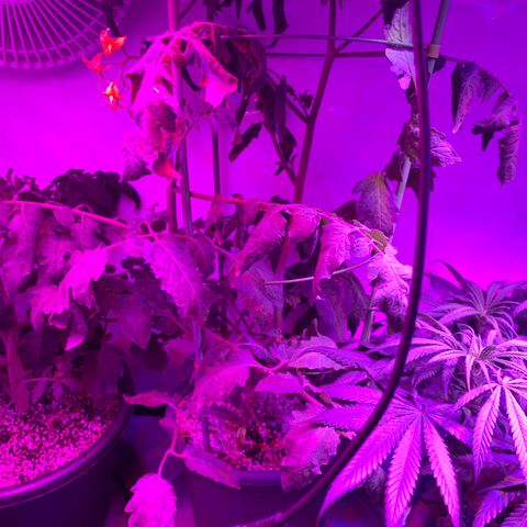 Tomato (Sungold Cherry) growlog timeline photo