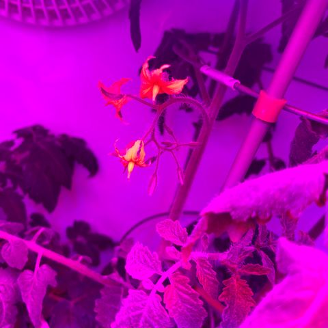Tomato (Sungold Cherry) growlog timeline photo