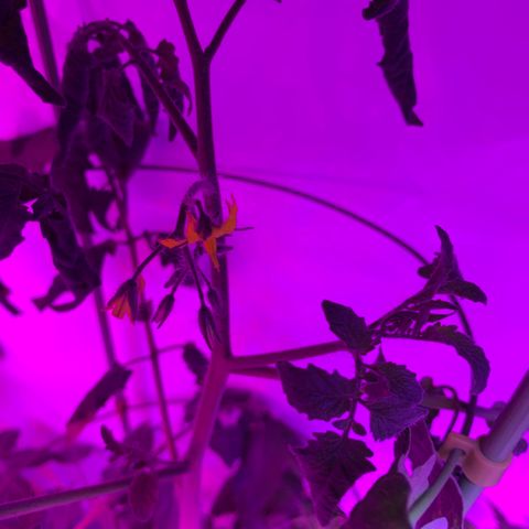 Tomato (Sungold Cherry) growlog timeline photo