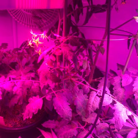 Tomato (Sungold Cherry) growlog timeline photo
