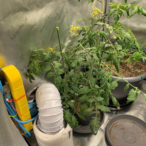 Tomato (Sungold Cherry) growlog timeline photo