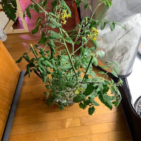 Tomato (Sungold Cherry) growlog timeline photo