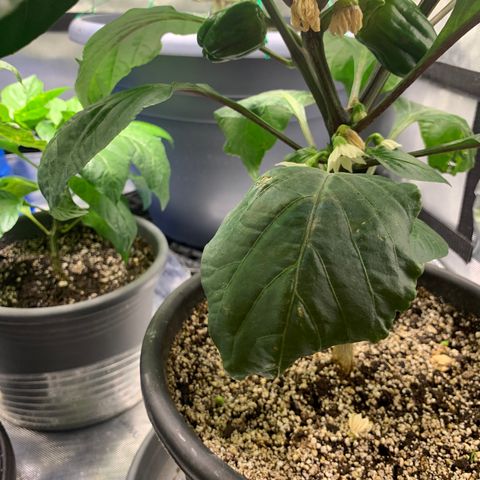 Pepper (California Wonder) growlog timeline photo