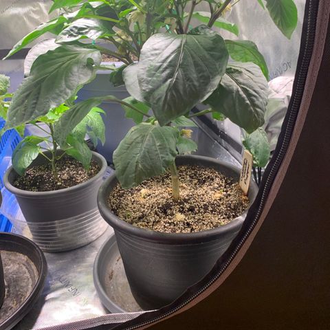 Pepper (California Wonder) growlog timeline photo