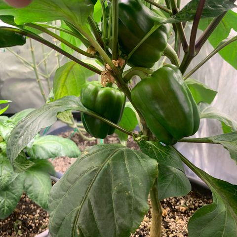 Pepper (California Wonder) growlog timeline photo
