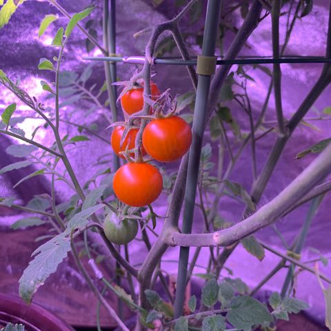 Tomato (Sungold Cherry) growlog timeline photo