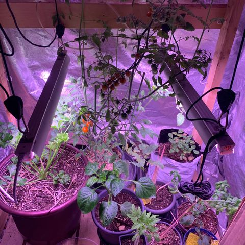 Tomato (Sungold Cherry) growlog timeline photo