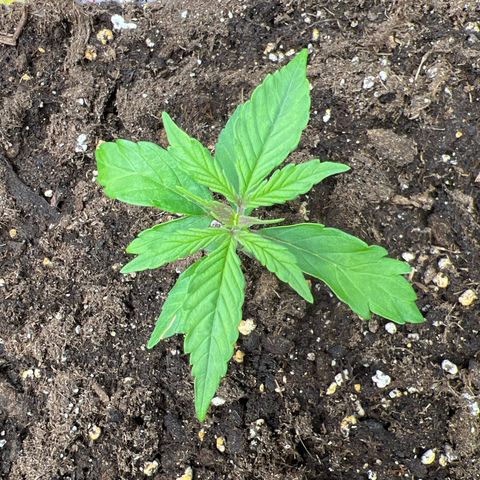 Purple Punch Auto growlog timeline photo